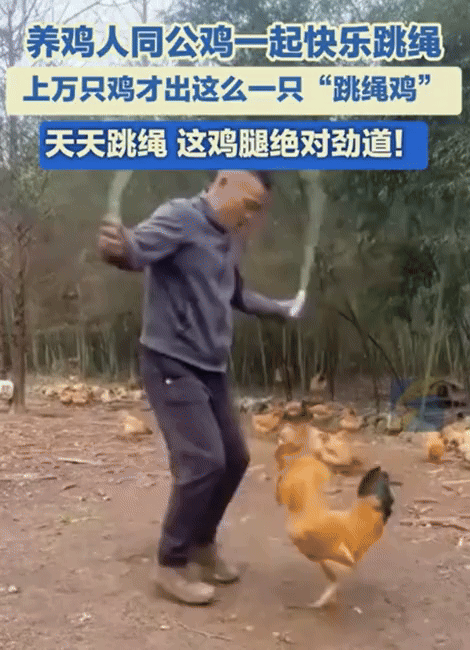 [서울=뉴시스] 홍씨가 공개한 줄넘기하는 수탉의 모습. (사진=바이두) *재판매 및 DB 금지