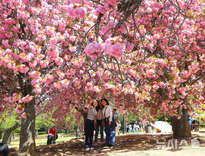 경주 불국사 공원 겹벚꽃 단지