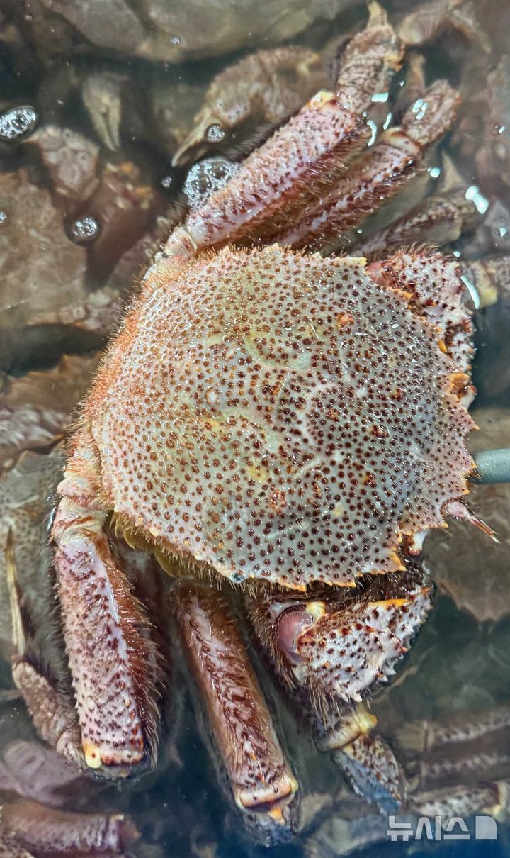 압수된 러시아산 털게.(사진=포항해양경찰서 제공)