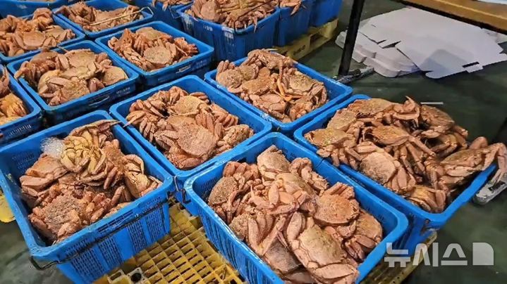 압수된 러시아산 털게.(사진=포항해양경찰서 제공)