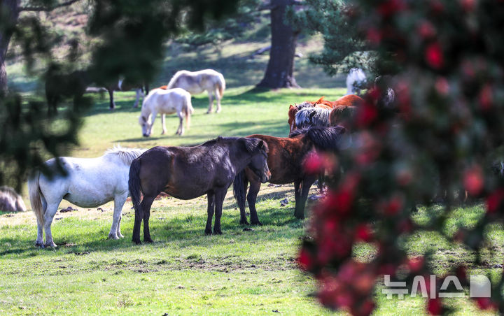 [제주=뉴시스] 우장호 기자 = 맑은 날씨를 보인 17일 오전 제주시 용강동 마(馬) 방목지에서 천연기념물 제347호 제주마가 초지로 휴식을 취하고 있다.제주축산생명연구원은 제주마를 방목지에 풀어 오는 10월까지 제주 영주십경(瀛州十景) 중 하나인 고수목마(古藪牧馬)를 재현할 예정이다. 2025.04.17. woo1223@newsis.com