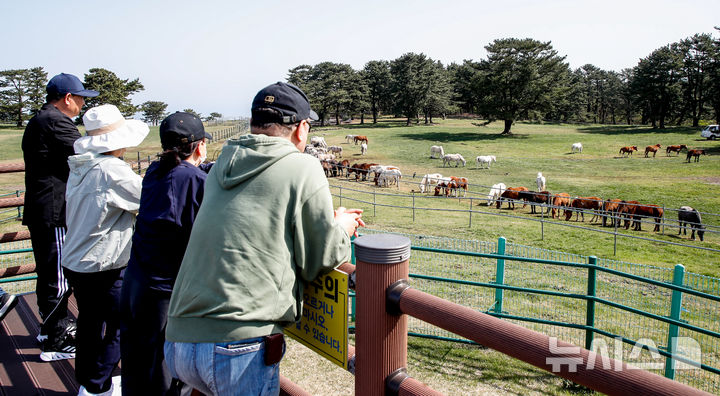 [제주=뉴시스] 우장호 기자 = 맑은 날씨를 보인 17일 오전 제주시 용강동 마(馬) 방목지에서 관광객들이 천연기념물 제347호 제주마가 초지에서 먹이활동 하는 모습을 관람하고 있다. 제주축산생명연구원은 제주마를 방목지에 풀어 오는 10월까지 제주 영주십경(瀛州十景) 중 하나인 고수목마(古藪牧馬)를 재현할 예정이다. 2025.04.17. woo1223@newsis.com