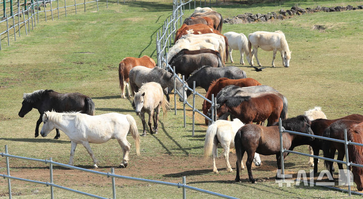 [제주=뉴시스] 우장호 기자 = 맑은 날씨를 보인 17일 오전 제주시 용강동 마(馬) 방목지에서 천연기념물 제347호 제주마가 초지로 나와 먹이활동을 하고 있다. 제주축산생명연구원은 제주마를 방목지에 풀어 오는 10월까지 제주 영주십경(瀛州十景) 중 하나인 고수목마(古藪牧馬)를 재현할 예정이다. 2025.04.17. woo1223@newsis.com