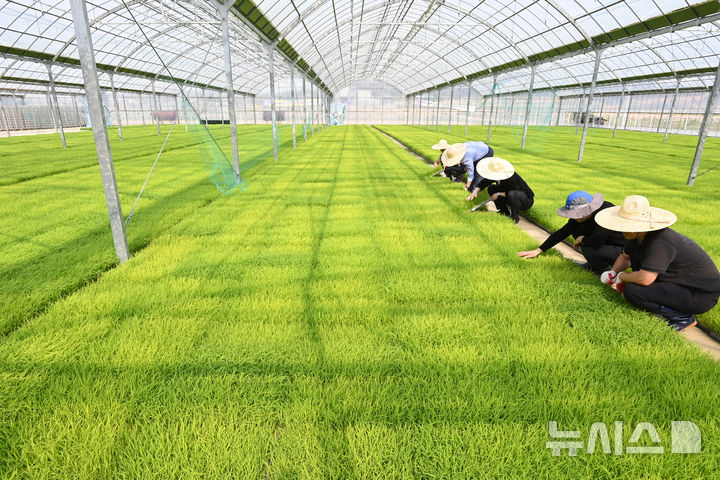 [이천=뉴시스] 김종택 기자 = 사진은 지난 4월 17일 경기도 이천시 대월농협 공동육묘장에서 관계자들이 모판에서 자라는 볏모 생육상태를 살펴보고 있는 모습. 2025.04.17. jtk@newsis.com