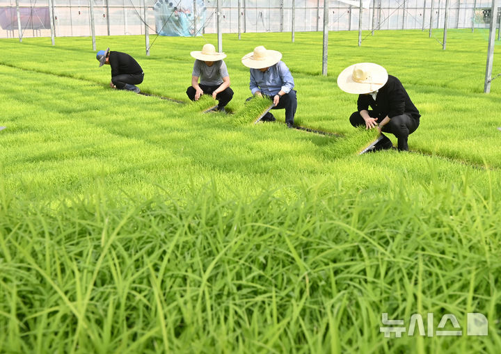 [이천=뉴시스] 김종택 기자 = 육묘장 모습. 2025.04.17. jtk@newsis.com