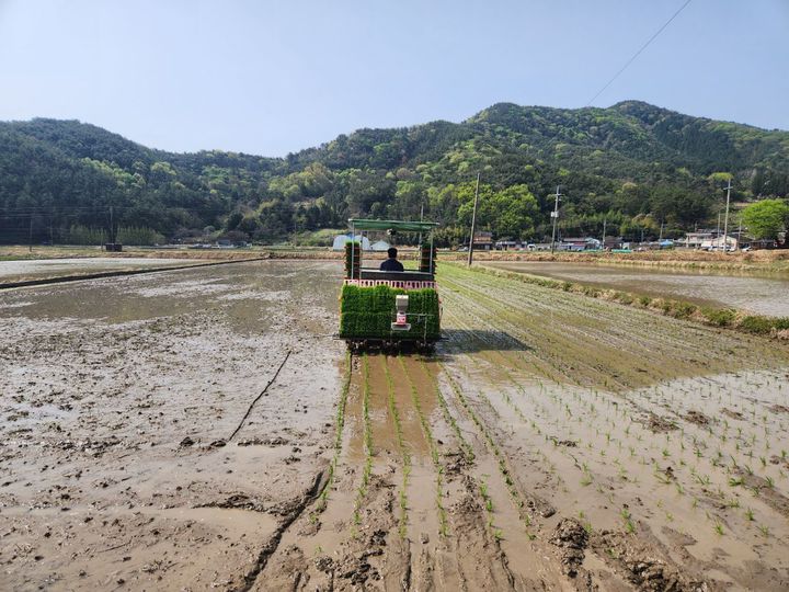 [창원=뉴시스] 강경국 기자 = 경남 창원시 마산합포구 진전면 정달마을 청년농업인 조정환씨 농가에서 18일 올해 첫 모내기가 이뤄지고 있다. (사진=창원시청 제공). 2025.04.18. photo@newsis.com *재판매 및 DB 금지