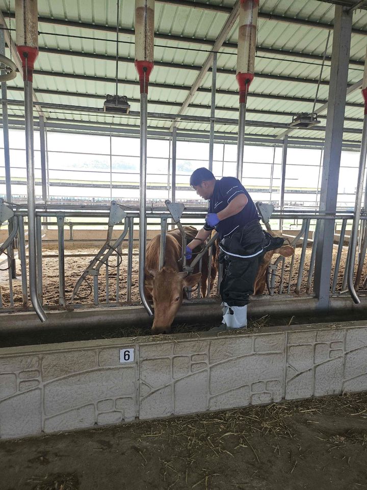 [밀양=뉴시스] 소 사육농가를 대상으로 럼피스킨 백신을 접종하고 있다. (사진=밀양시 제공) 2025.04.18. photo@newsis.com *재판매 및 DB 금지