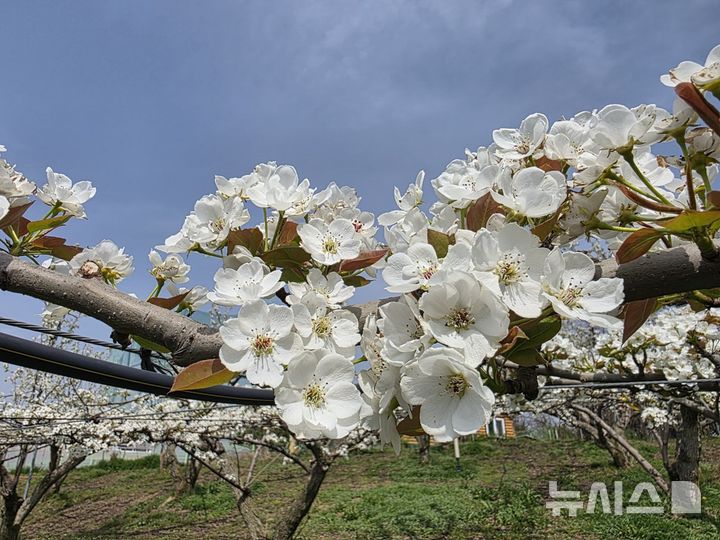 [평택=뉴시스] 개화된 배꽃 (사진=평택시 제공) 2025.04.18.photo@newsis.com 