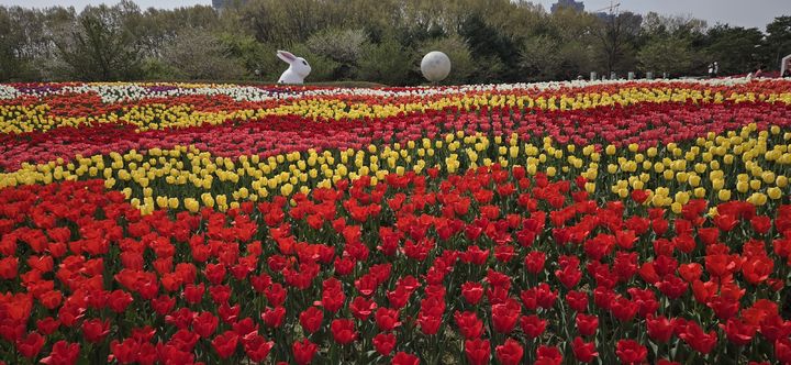 [청주=뉴시스] 청주 문암생태공원 튤립정원. (사진=청주시 제공) photo@newsis.com *재판매 및 DB 금지