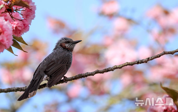 겹벚꽃 가지 위에 앉아있는 직박구리. (사진=뉴시스DB) photo@newsis.com