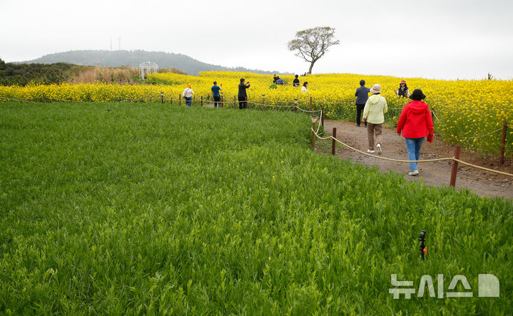 [서귀포=뉴시스] 우장호 기자 = 구름이 많이 낀 18일 오후 제주 서귀포시 안덕면 신화월드 내 신화가든을 찾은 관광객들이 유채꽃 사이에서 늦봄 정취를 즐기고 있다. 2025.04.18. woo1223@newsis.com