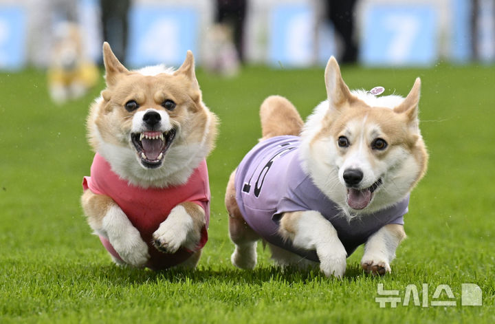 [스코틀랜드=AP/뉴시스] 19일(현지 시간) 스코틀랜드 머슬버러의 머슬버러 경마장에서 열린 연례 웰시코기 경주 대회에서 웰시코기들이 달리고 있다. 2025.04.22.