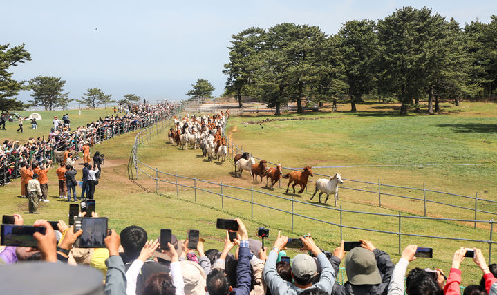 [제주=뉴시스] 천연기념물 제347호 제주마가 19일 제주시 용강동 마방목지 초원 위로 힘차게 달려가고 있다. 이날 100여마리의 말들이 수개월 만에 다시 마방목지에 방목되면서 '고수목마(古藪牧馬)'가 재현됐다. (사진=제주도 제공) 2025.04.19. photo@newsis.com *재판매 및 DB 금지