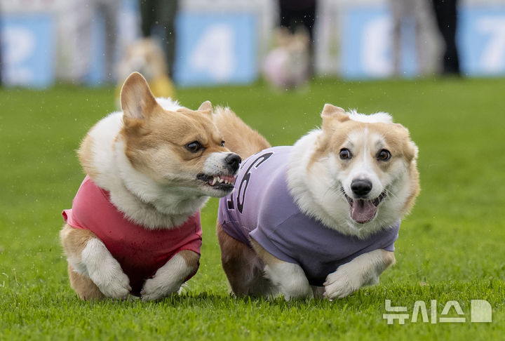 [스코틀랜드=AP/뉴시스] 19일(현지 시간) 스코틀랜드 머슬버러의 머슬버러 경마장에서 열린 연례 웰시코기 경주 대회에서 웰시코기들이 달리고 있다. 2025.04.22.
