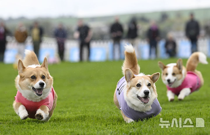 [스코틀랜드=AP/뉴시스] 19일(현지 시간) 스코틀랜드 머슬버러의 머슬버러 경마장에서 열린 연례 웰시코기 경주 대회에서 웰시코기들이 달리고 있다. 2025.04.22.