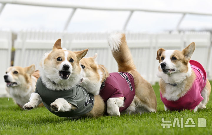 [스코틀랜드=AP/뉴시스] 19일(현지 시간) 스코틀랜드 머슬버러의 머슬버러 경마장에서 열린 연례 웰시코기 경주 대회에서 웰시코기들이 달리고 있다. 2025.04.22.
