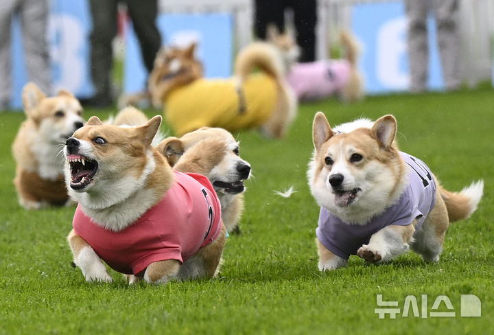 [스코틀랜드=AP/뉴시스] 19일(현지 시간) 스코틀랜드 머슬버러의 머슬버러 경마장에서 열린 연례 웰시코기 경주 대회에서 웰시코기들이 달리고 있다. 2025.04.22.