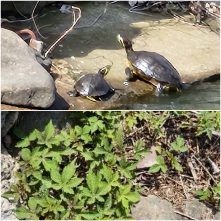 [광주=뉴시스] 지난 17일 광주 동구 광주천변 인근에서 발견된 생태계교란종 붉은귀거북 2쌍과 환삼덩쿨. (사진=광주천지킴이 모래톱 제공) 2025.04.20. photo@newsis.com *재판매 및 DB 금지