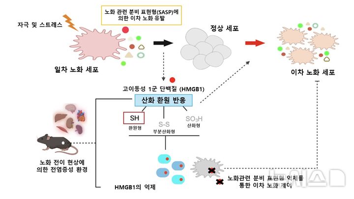 [서울=뉴시스]고려대학교 의과대학 융합의학교실 전옥희 교수 연구팀은 ‘HMGB1(High Mobility Group Box 1)’ 단백질이 세포 노화를 전신으로 확산하는 핵심적인 역할을 한다는 것을 밝혀냈다고 21일 밝혔다. 노화 전파 핵심인자 HMGB1 작용 모식도. (이미지= 고려대 의대 제공) 2025.04.21. photo@newsis.com. 