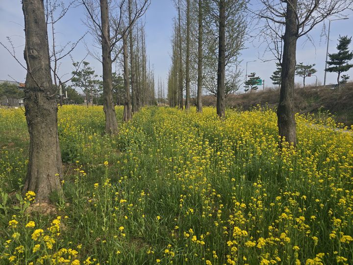 [당진=뉴시스] 김덕진 기자= 21일 우리나라 최초 사제이자 유네스코 세계기념인물 김대건 신부 탄생지인 충남 당진 솔뫼성지에 유채꽃이 만개해 방문객 발길을 모으고 있다. (사진=당진시 제공) 2025.04.21. photo@newsis.com *재판매 및 DB 금지