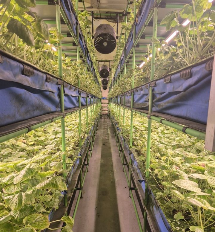 [제주=뉴시스] 제주도 농업기술원은 외부 환경영향을 받지 않고 안정적으로 기능성 작물을 재배할 수 있는 '컨테이너 식물공장'을 추진한다. 강원도에서 고추냉이를 재배하는 컨테이너 식물공장. (사진=제주도 제공) 2025.04.21. photo@newsis.com *재판매 및 DB 금지