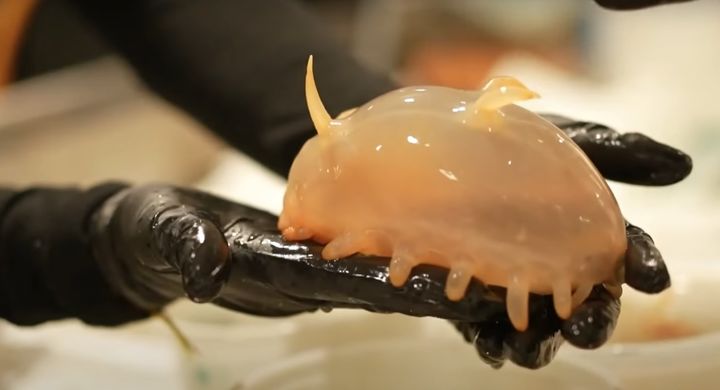 [서울=뉴시스] 호주 해양학자들이 발견한 바다 돼지의 모습이다 (사진=유튜브 캡쳐) 2025.04.21. photo@newsis.com *재판매 및 DB 금지