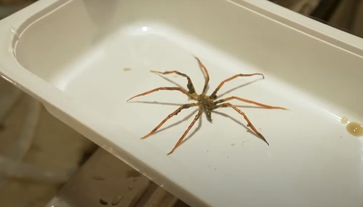 [서울=뉴시스] 호주 해양학자들이 발견한 바다 거미의 모습이다 (사진=유튜브 캡쳐) 2025.04.21. photo@newsis.com *재판매 및 DB 금지
