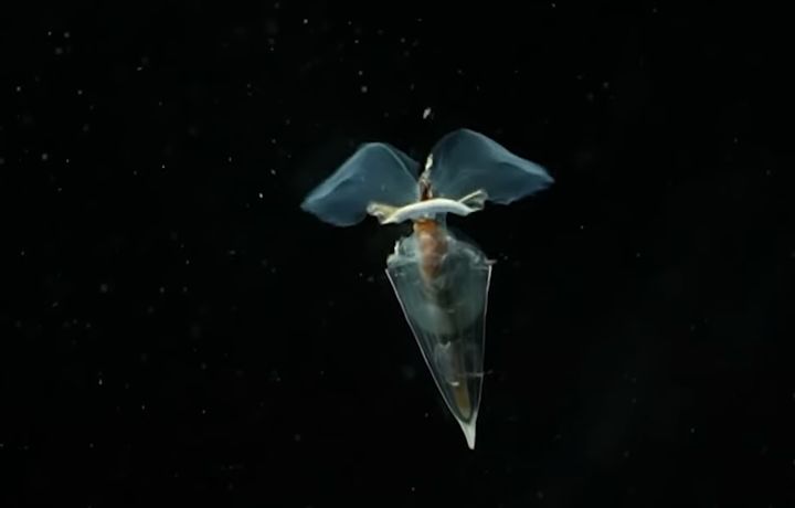 [서울=뉴시스] 호주 해양학자들이 발견한 바다 나비의 모습이다 (사진=유튜브 캡쳐) 2025.04.21. photo@newsis.com *재판매 및 DB 금지