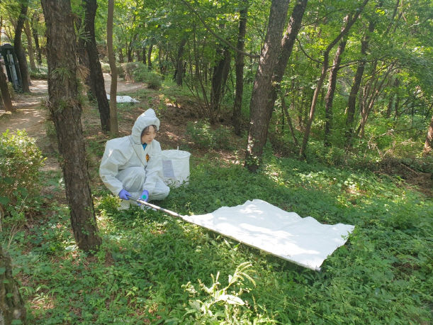 [서울=뉴시스] 참진드기 채집. 2025.04.22. (사진=서울시보건환경연구원 제공) *재판매 및 DB 금지
