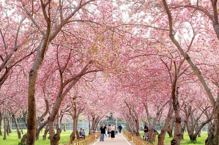 경기 회복·반도체 호황 '세수 펑크' 탈출…힘 받는 벚꽃추경