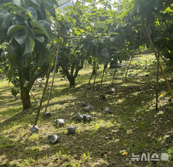 농작물(배) 낙과 피해 현장