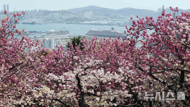 [부산=뉴시스] 하경민 기자 = 21일 부산 중구 민주공원을 찾은 시민과 관광객들이 활짝 핀 겹벚꽃을 배경으로 기념사진을 찍으며 봄 나들이를 즐기고 있다. 2025.04.21. yulnetphoto@newsis.com