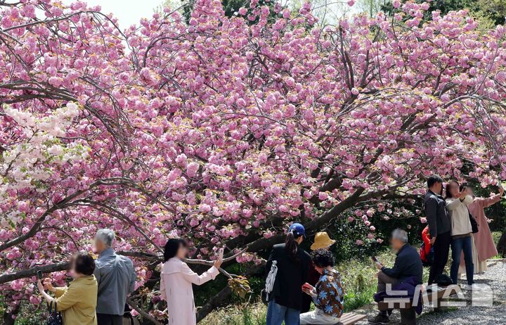 [부산=뉴시스] 하경민 기자 = 21일 부산 중구 민주공원을 찾은 시민과 관광객들이 활짝 핀 겹벚꽃을 배경으로 기념사진을 찍으며 봄 나들이를 즐기고 있다. 2025.04.21. yulnetphoto@newsis.com