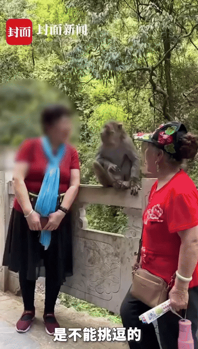 [서울=뉴시스] 원숭이가 관광객의 가발을 벗기는 모습. (사진=봉면신문) *재판매 및 DB 금지