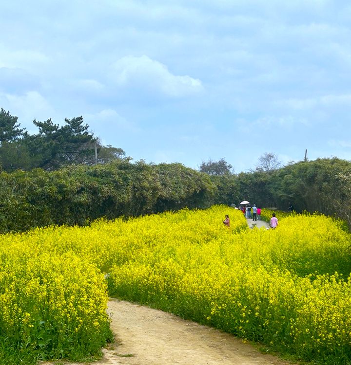 유채꽃 만개한 부안군 변산 수성당 (사진=부안군 제공) *재판매 및 DB 금지