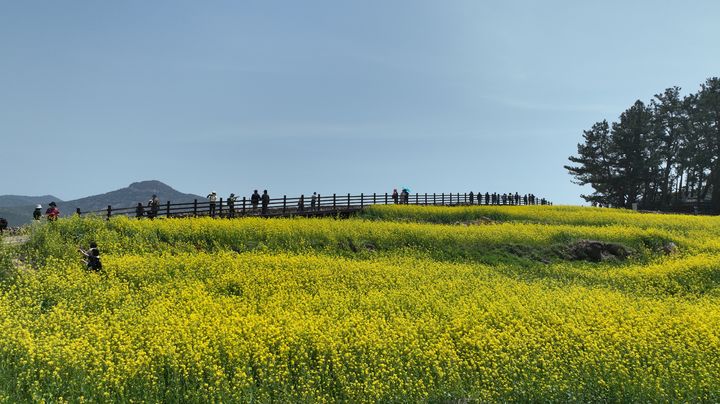 [광주=뉴시스] 전남 완도군은 22일 '청산도 슬로걷기축제' 개막 후 방문자 수가 지난 20일 기준 2만9000여명을 넘어섰다고 밝혔다. (사진=완도군 제공) 2025.04.22. photo@newsis.com *재판매 및 DB 금지