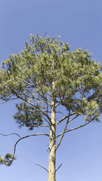 [토진나르스(몽골)=뉴시스] 지난 17일 한국 유한킴벌리가 몽골 토진나르스에 조성한 '유한킴벌리 숲'에서 화마를 이겨낸 나무의 모습. 2025.04.22.&nbsp; *재판매 및 DB 금지 *재판매 및 DB 금지