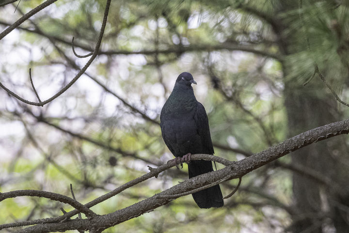 [울산=뉴시스] 울산시는 멸종위기야생생물Ⅱ급이자 천연기념물인 ‘흑비둘기’가 동구 해안가 곰솔가지에서 발견됐다고 23일 밝혔다. (사진= 홍성민 씨 제공) 2025.04.23.photo@newsis.com *재판매 및 DB 금지
