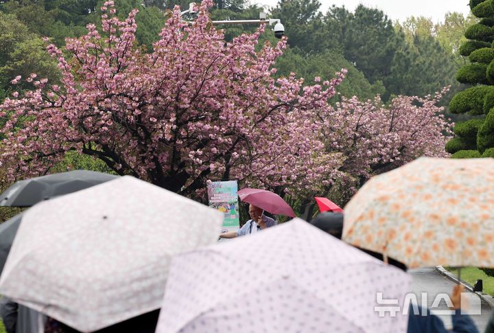 [부산=뉴시스] 하경민 기자 = 봄비가 내린 22일 부산 남구 유엔기념공원을 찾은 외국인 관광객들이 활짝 핀 겹벚꽃을 배경으로 기념사진을 찍고 있다. 2025.04.22. yulnetphoto@newsis.com