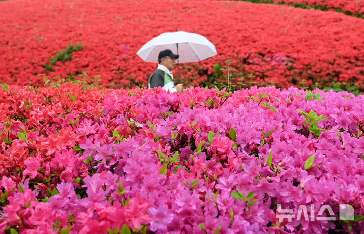 [수원=뉴시스] 김종택 기자 = 봄비가 내린 지난달 22일 경기 수원시 팔달구 우만동에서 우산을 쓴 한 시민이 활짝 핀 철쭉 사이를 걸어가고 있다. 2025.04.22. jtk@newsis.com
