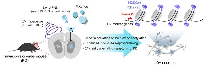 동국대가 맥신을 통해 생체 내 세포 직분화 리프로그래밍 기술을 개발했다. 사진은 전자기화 맥신 기반 생체내 직분화 도파민신경 리프로그래밍 기술 모식도. (사진=동국대 제공) *재판매 및 DB 금지