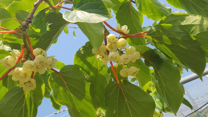 [진주=뉴시스] 키위 꽃 만개한 모습.(사진=뉴시스 DB).photo@newsis.com *재판매 및 DB 금지