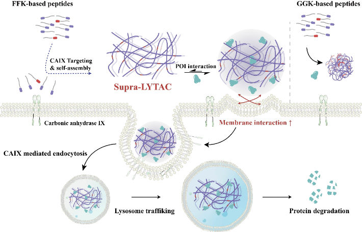[울산=뉴시스] 구미현 기자 = 울산과학기술원(UNIST)은 화학과 유자형 교수팀이 암이 면역 회피에 쓰는 단백질을 분해하는 복합체 조립 기술을 개발했다고 23일 밝혔다. 암세포는 PD-L1이라는 단백질을 정상세포보다 많이 만들어 세포 표면에 내세운다. (사진=UNIST 제공) 2025.04.23. photo@newsis.com *재판매 및 DB 금지