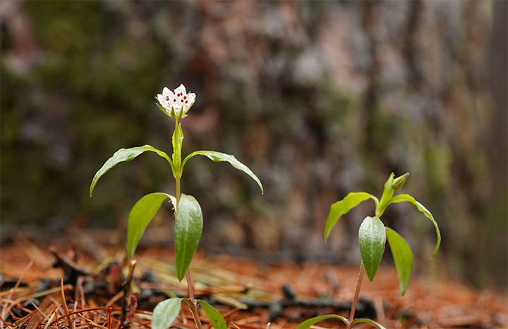 태백산국립공원에 만개한 야생화.(사진=태백산국립공원 제공) *재판매 및 DB 금지