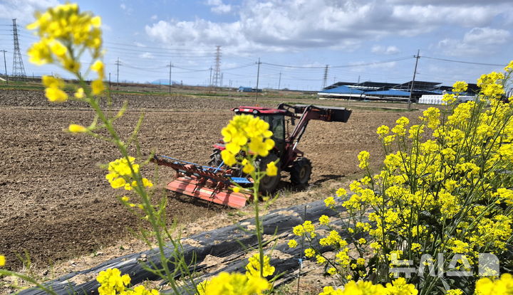 [김제=뉴시스] 김얼 기자 = 사진은 지난 4월 23일 전북 김제시 백학동에 만개한 유채꽃 뒤로 한 시민이 밭을 가꾸고 있는 모습. 2025.04.23. pmkeul@newsis.com
