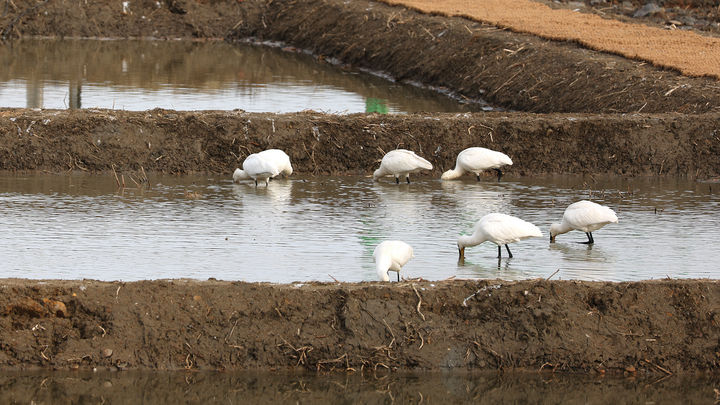 [서산=뉴시스] 지난 1월 서산버드랜드사업소가 조성한 생태습지에 노랑부리저어새 무리가 날아와 먹이 활동을 하고 있다. (사진=서산시 제공) 2025.04.23. photo@newsis.com *재판매 및 DB 금지