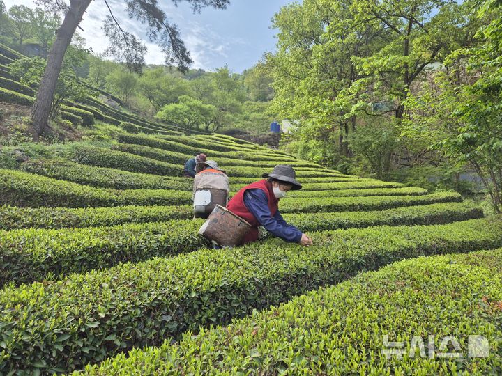 [김해=뉴시스]김해 장군차 햇차 수확. (사진=김해시 제공). 2025.04.24. photo@newsis.com