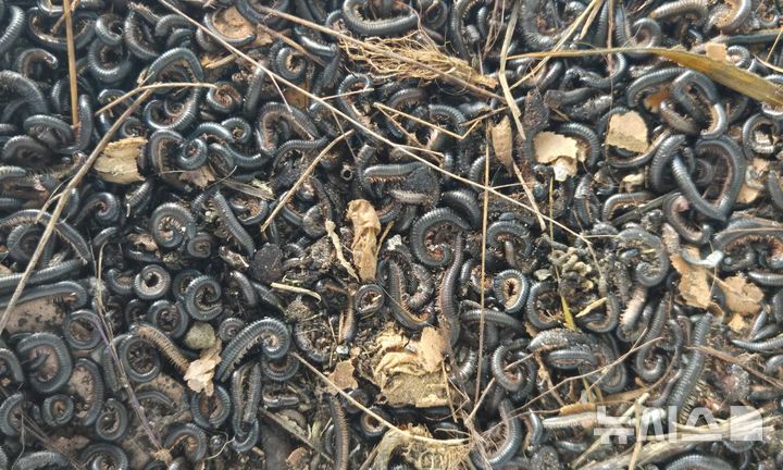 [서울=뉴시스]노래기.(사진=가디언)