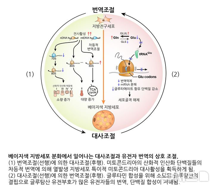 [광주=뉴시스] 베이지 지방세포 분화과정에서 확인된 단백질 번역과 대사 간 상호조절의 신규 기전.