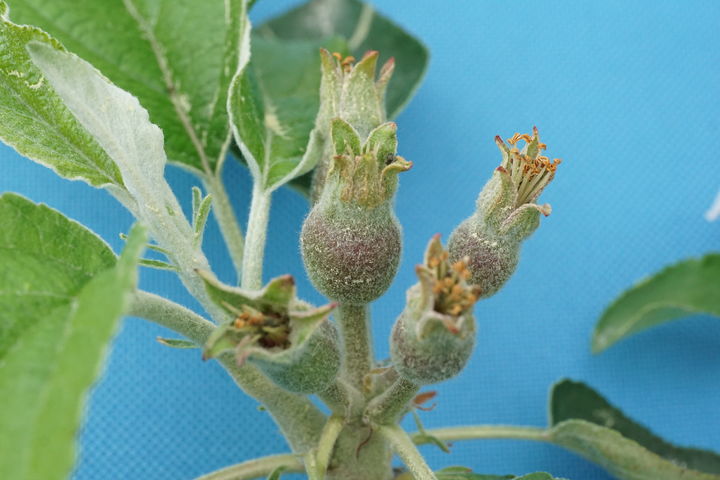 [세종=뉴시스] 농촌진흥청은 노란 사과 새 품종 '골든볼' 보급 증가에 따라 품질을 높일 수 있는 열매솎기(착과) 요령을 24일 소개했다. 사진은 골든볼 열매. (사진=농진청 제공) 2025.04.24. photo@newsis.com *재판매 및 DB 금지